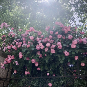 欧美一区二区精品
